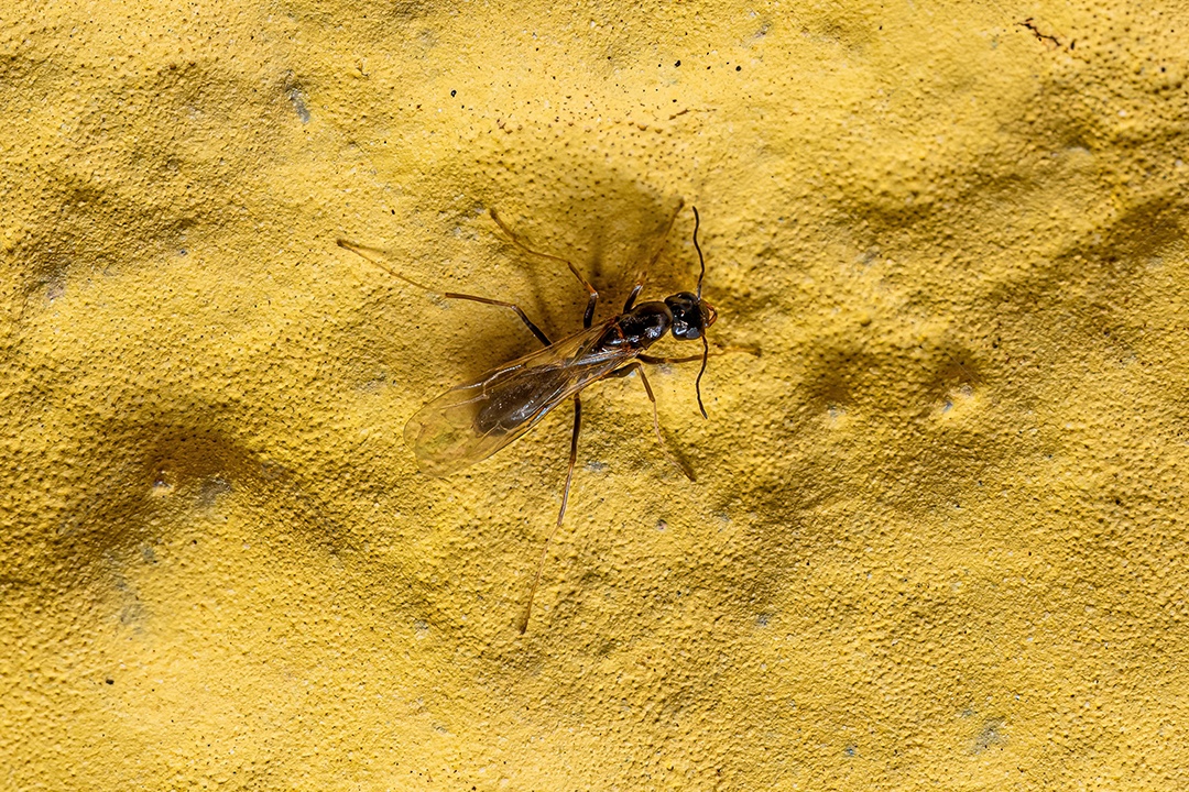 Formiga Macho Adulto da Tribo Leptomyrmecini.