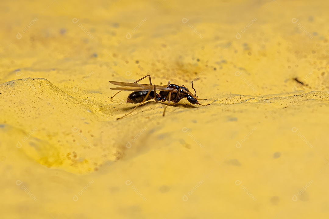 Formiga Macho Adulto da Tribo Leptomyrmecini.