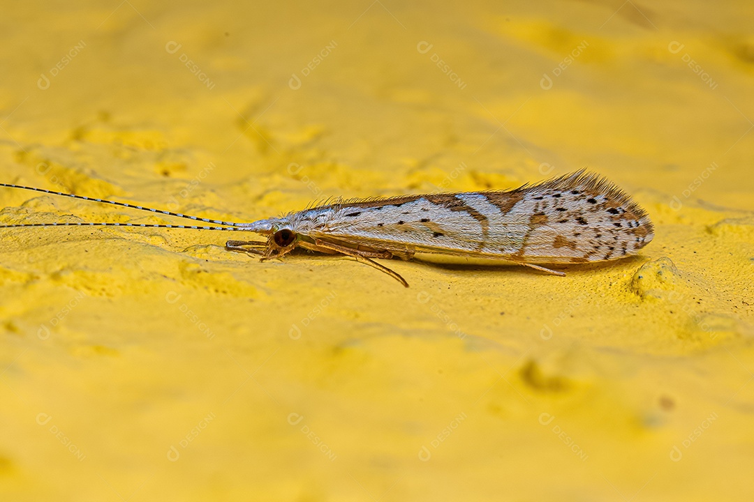 Inseto Caddisfly adulto do gênero Nectopsyche.