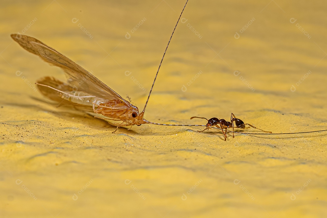 Formiga Cabeçuda Fêmea Adulta do Gênero Pheidole atacando um Inseto Caddisfly Adulto do Gênero Nectopsyche.