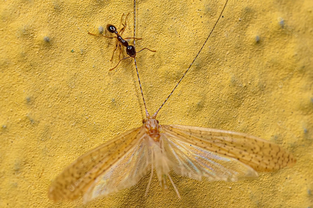 Formiga Cabeçuda Fêmea Adulta do Gênero Pheidole atacando um Inseto Caddisfly Adulto do Gênero Nectopsyche.