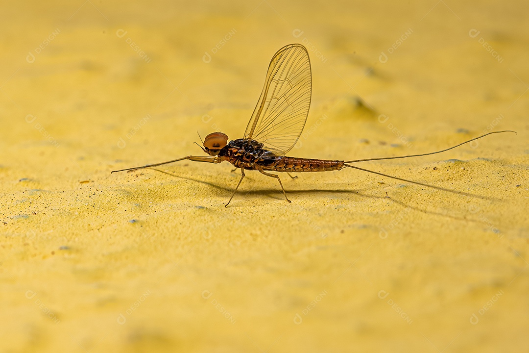 Inseto macho adulto da família Baetidae.