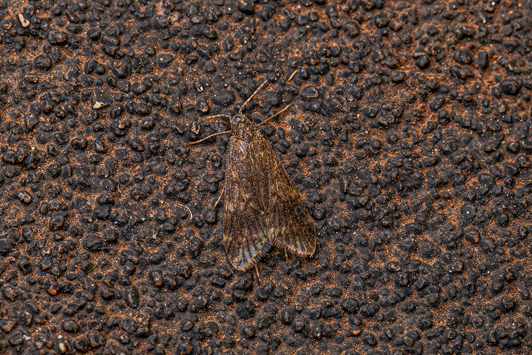 Inseto Caddisfly Adulto da Ordem Trichoptera.