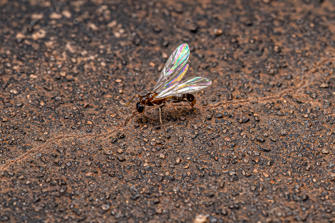 Formiga Macho Adulto da Tribo Leptomyrmecini.