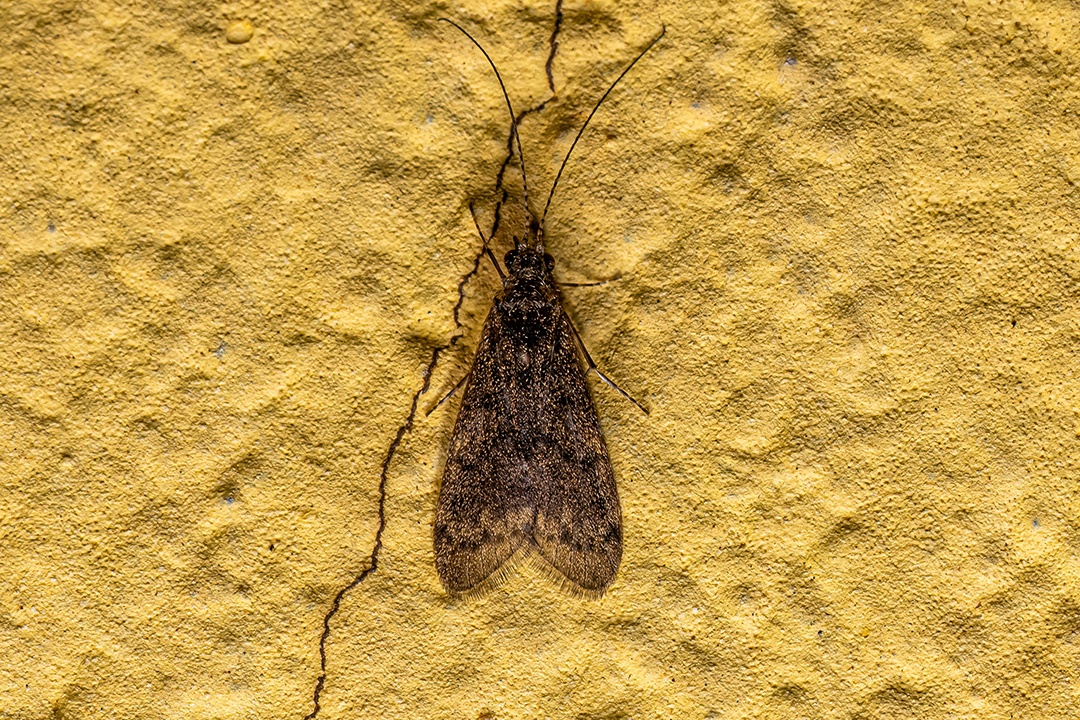 Inseto Caddisfly Adulto da Ordem Trichoptera.