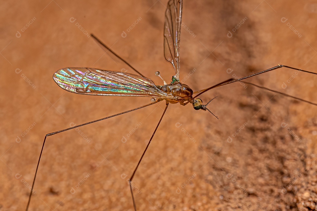 Mosca limonídea adulta do gênero Dicranomyia.