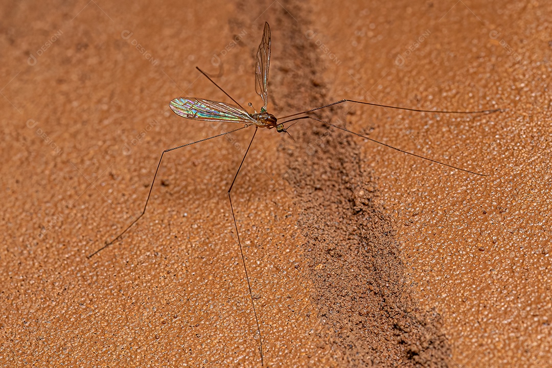 Mosca limonídea adulta do gênero Dicranomyia.