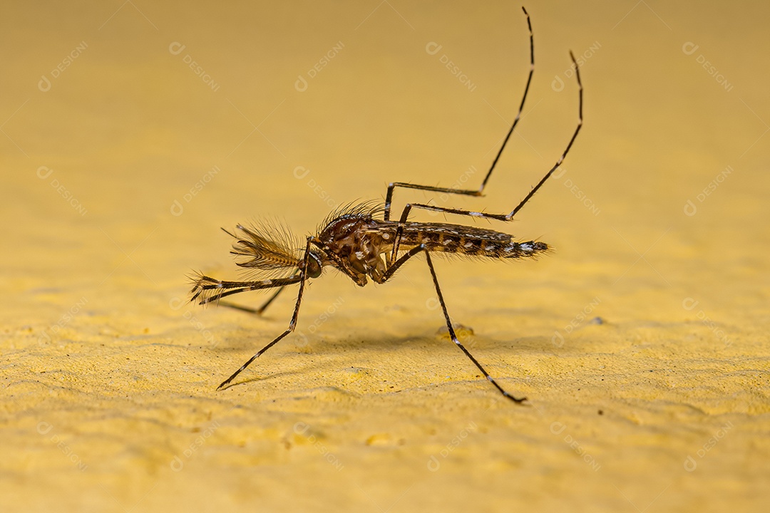 Inseto Mosquito Culicine Macho Adulto do Subgênero Rhynchotaenia.