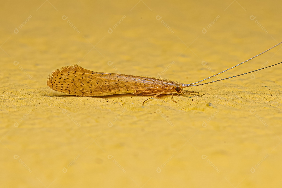 Inseto Caddisfly adulto do gênero Nectopsyche.