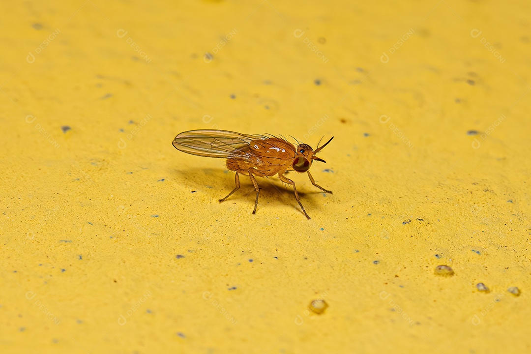 Mosca Lauxaniid adulta da família Lauxaniidae.