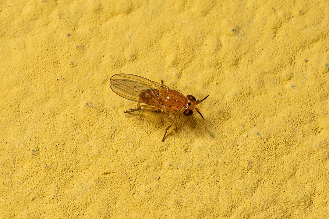 Mosca Lauxaniid adulta da família Lauxaniidae.