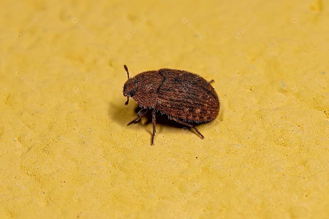 Besouro Darkling Adulto da Tribo Opatrini.