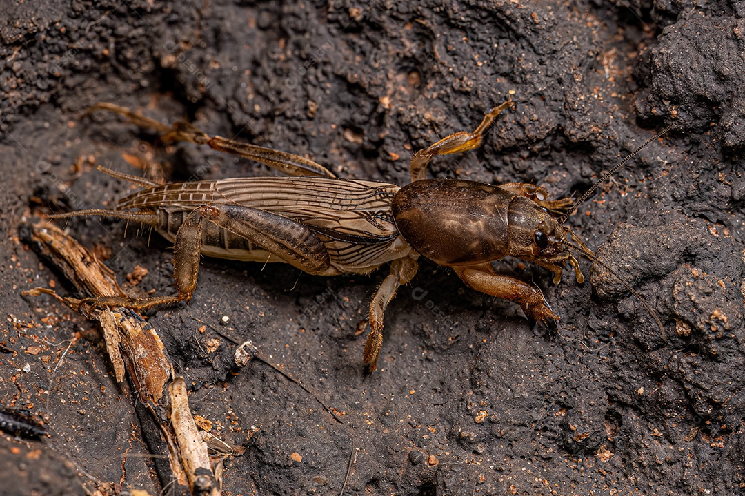 Grilo toupeira adulto da família Gryllotalpidae.