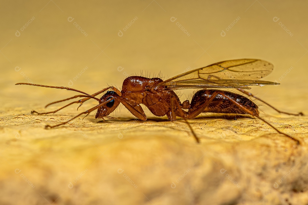 Macho adulto da formiga carpinteira alada do gênero Camponotus.
