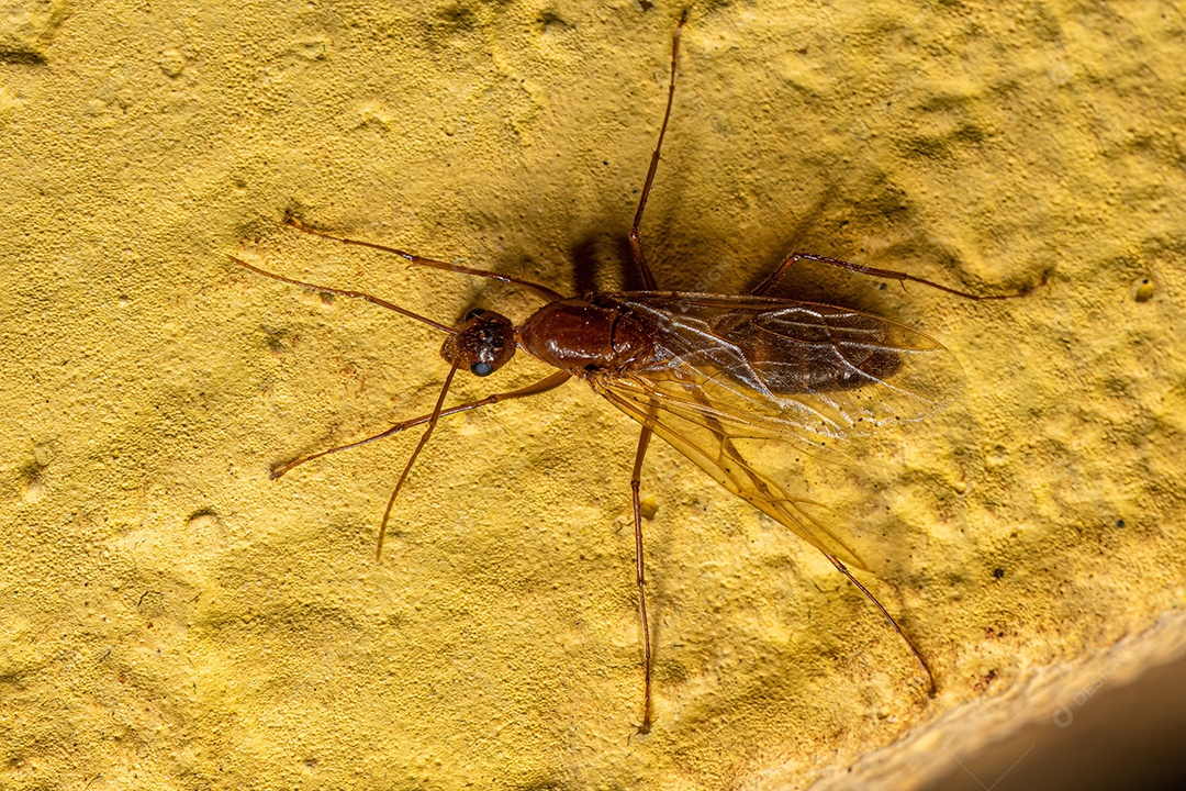 Macho adulto da formiga carpinteira alada do gênero Camponotus.