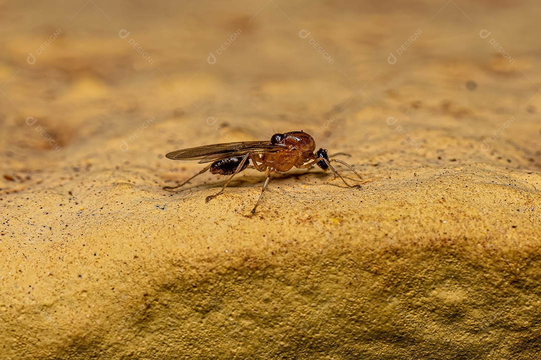 Formiga mirmicina adulta macho da subfamília Myrmicinae.