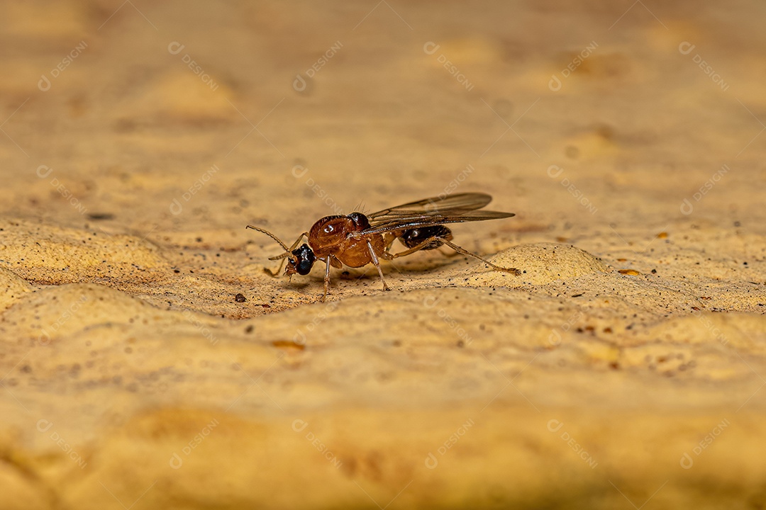 Formiga mirmicina adulta macho da subfamília Myrmicinae.