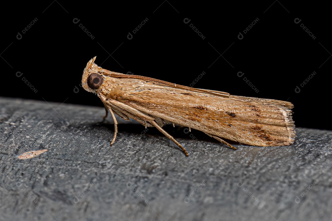 Mariposa-broca-do-milho-menor adulta da espécie Elasmopalpus lignosella.