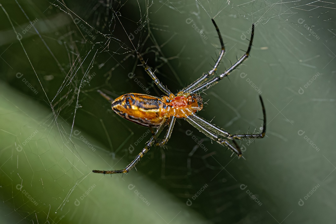 Basílica Orbweaver Aranha da espécie Mecynogea lemniscata.