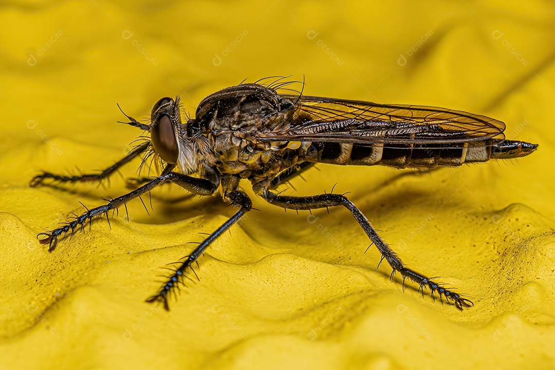 Mosca ladrão adulta da subfamília Asilinae.
