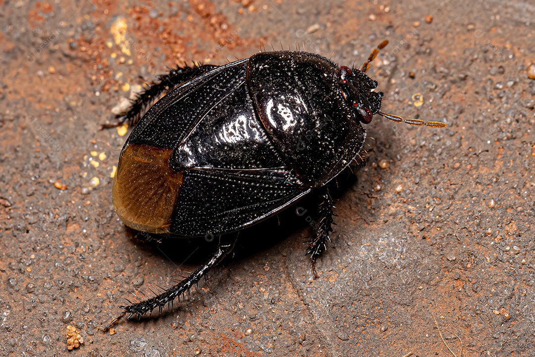 Inseto escavador adulto da família Cydnidae.