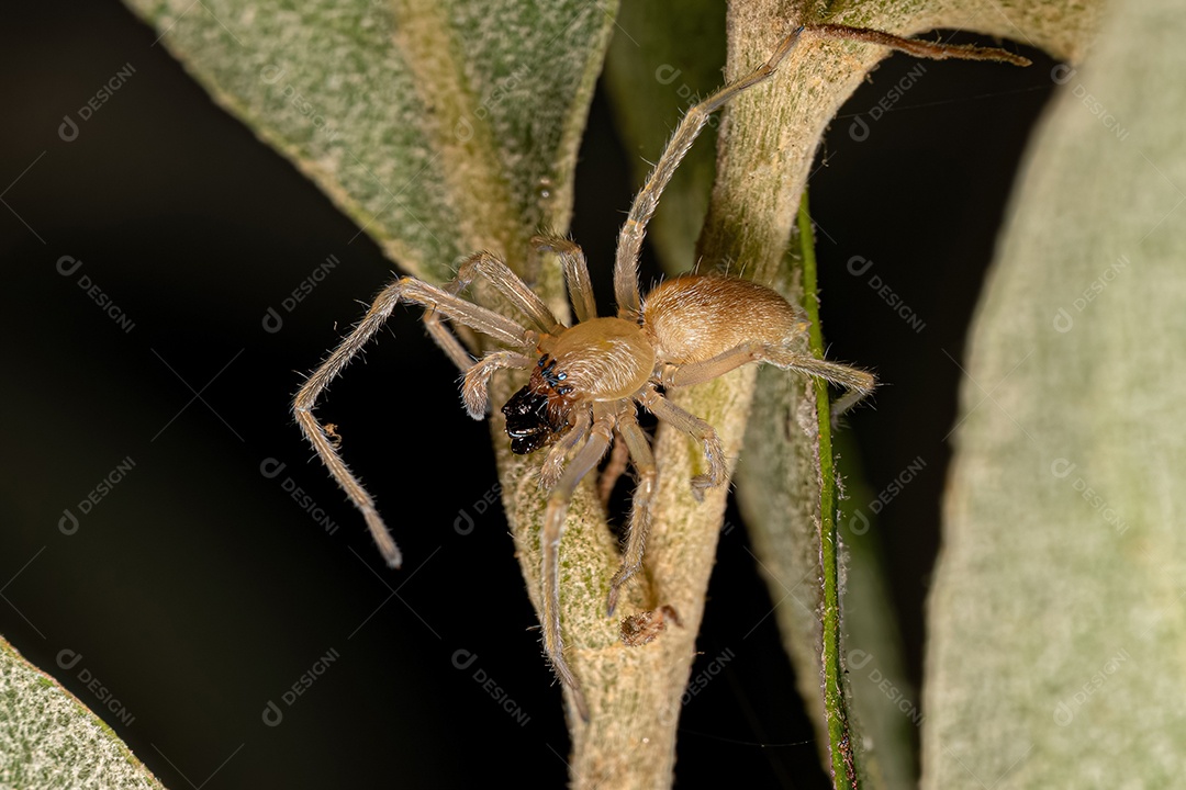 Pequena aranha fantasma da família Anyphaenidae.