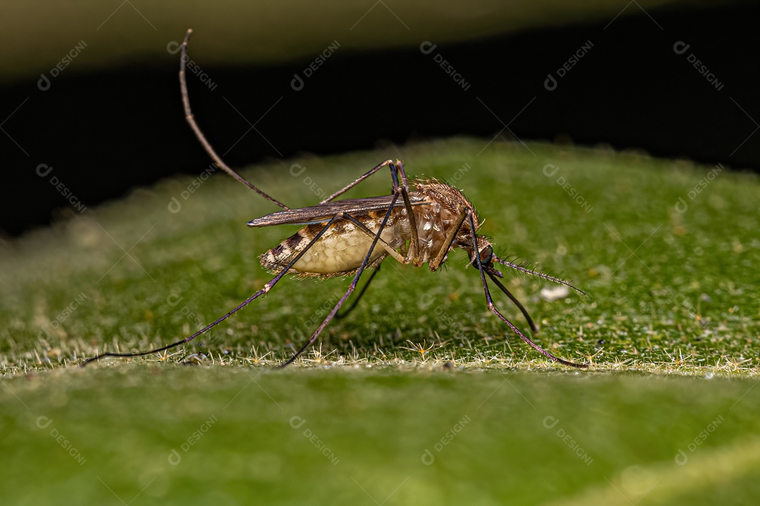 Inseto Mosquito Doméstico Fêmea Adulto da espécie Culex quinquefasciatusInseto Mosquito Doméstico Fêmea Adulto da espécie Culex quinquefasciatus.
