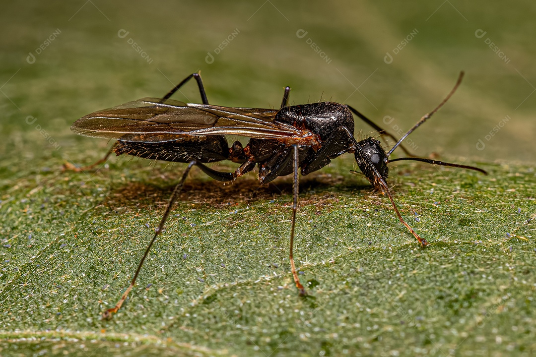 Macho adulto da formiga carpinteira alada do gênero Camponotus.