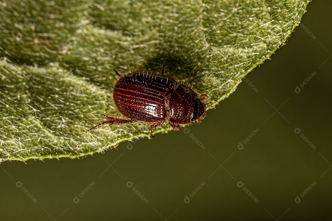 Besouro Scarabaeiform adulto pequeno da infraordem Scarabaeiformia.