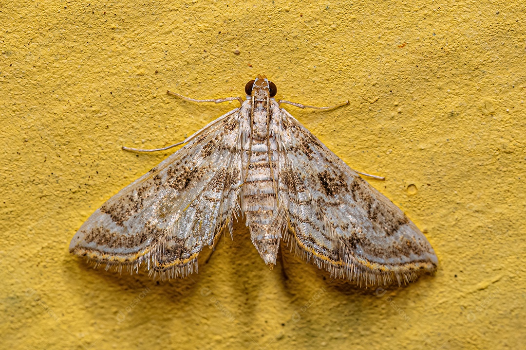 Mariposa adulta da família Crambidae.