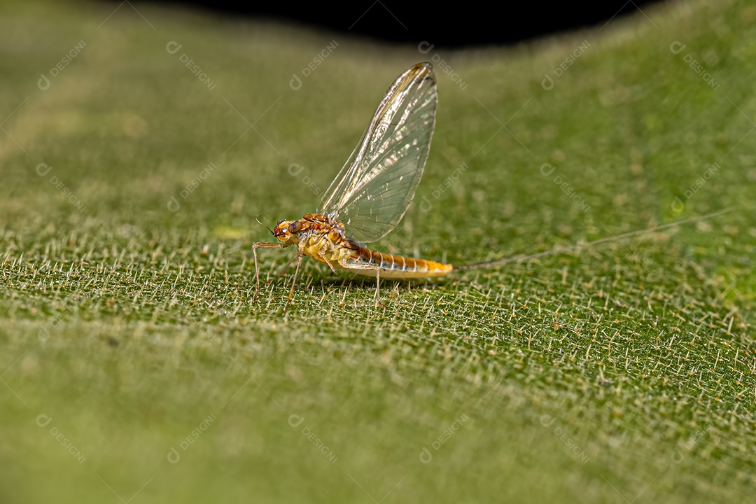 Inseto fêmea adulta do gênero Camelobaetidius.