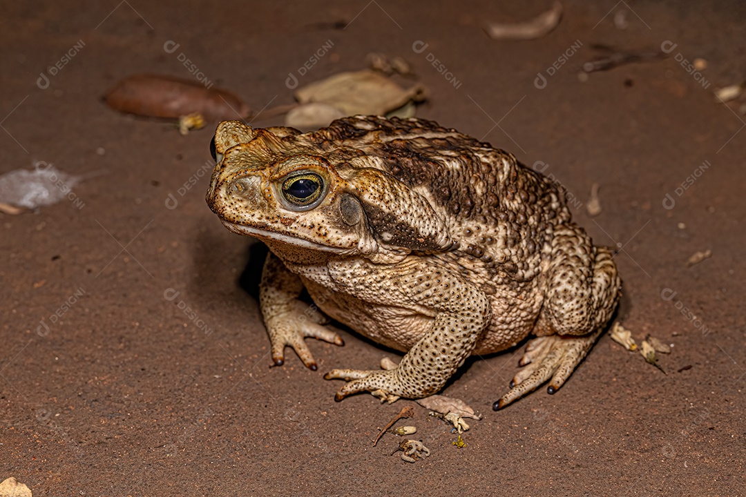 Sapo Cururu adulto da espécie Rhinella diptycha.