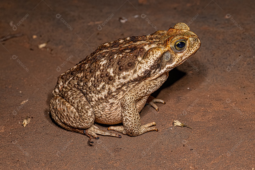 Sapo Cururu adulto da espécie Rhinella diptycha.