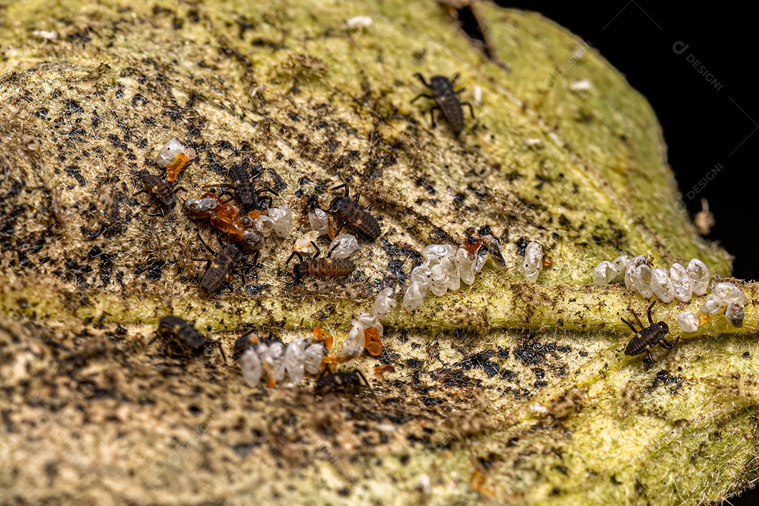 Larvas asiáticas da joaninha besouro da espécie Harmonia axyridis eclodindo de ovos.