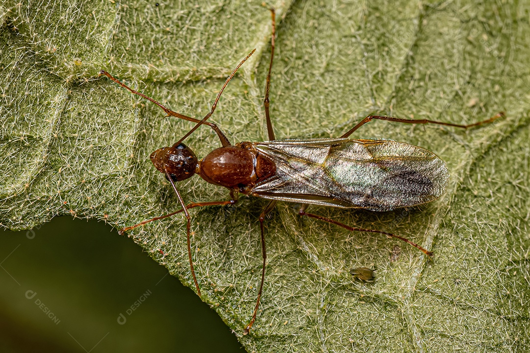 Macho adulto da formiga carpinteira alada do gênero Camponotus.