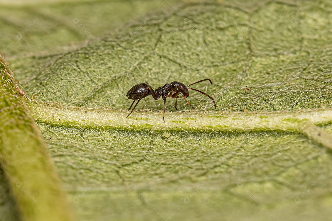 Ninfa de inseto de cabeça larga da família Alydidae.