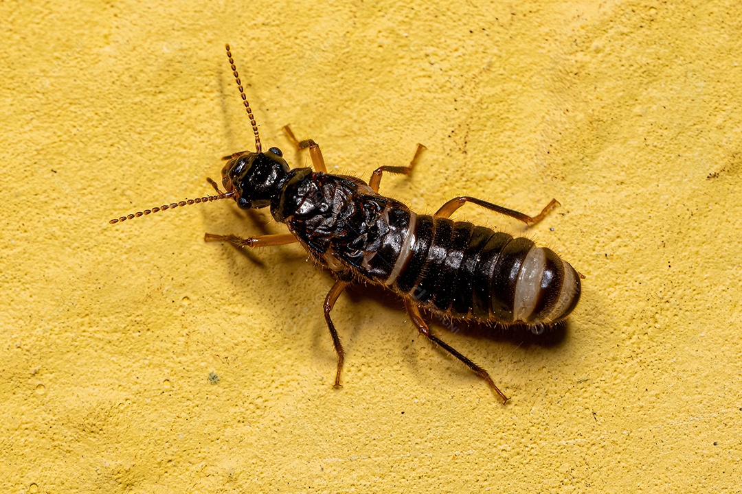 Cupim superior adulto da família Termitidae.