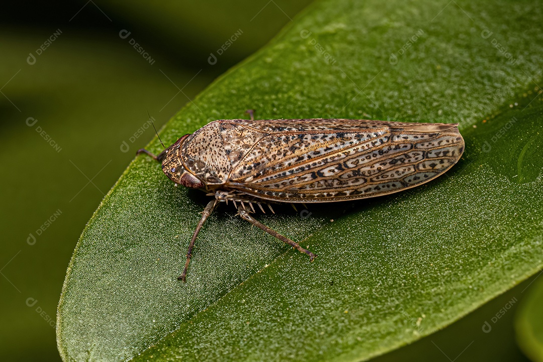 Cigarrinha Típica da Tribo Gyponini.