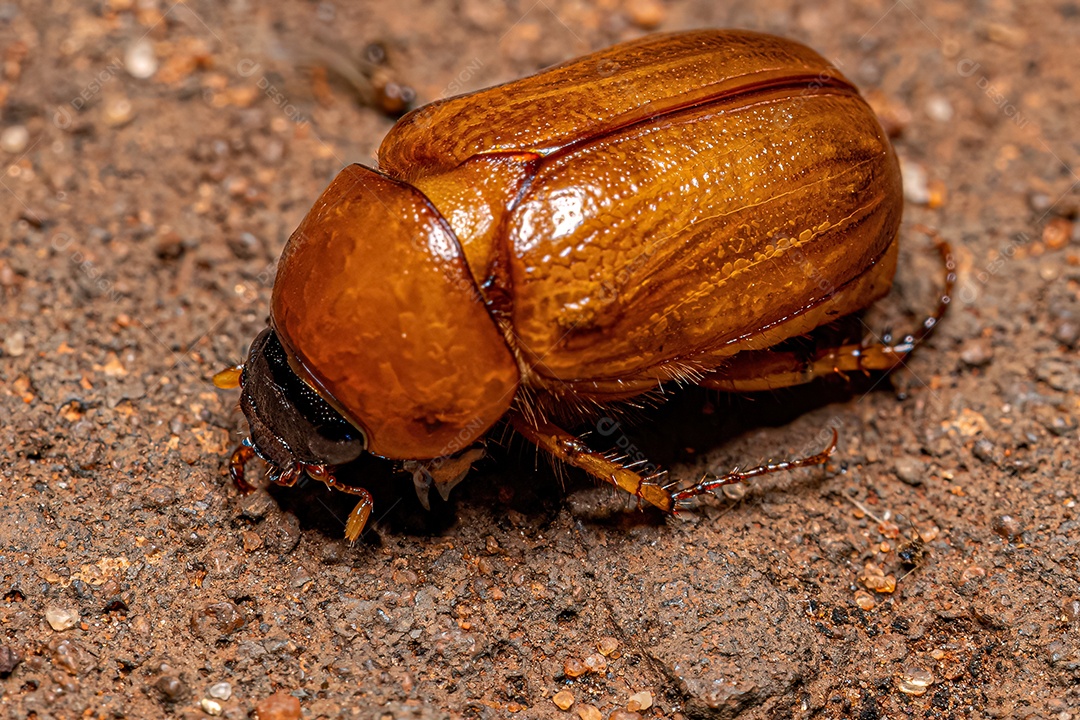 Escaravelho marrom adulto da família Scarabaeidae.