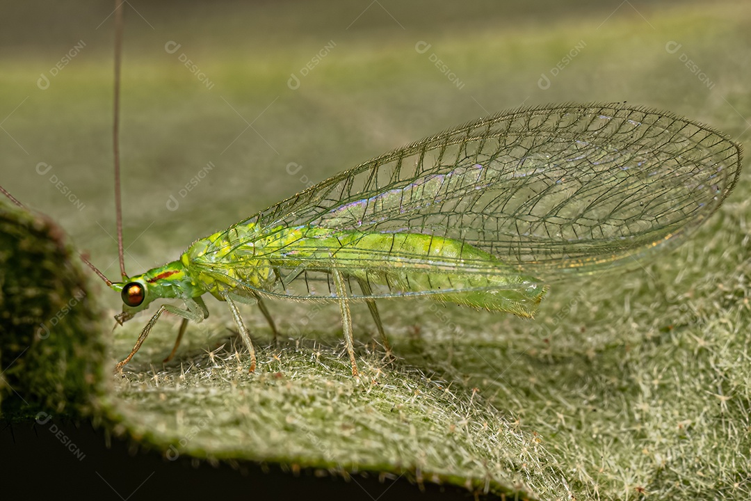 Adulto Típico crisopídeo do gênero Ceraeochrysa.