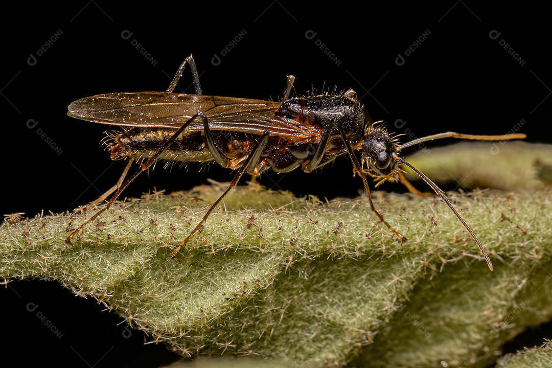 Macho adulto da formiga carpinteira alada do gênero Camponotus.