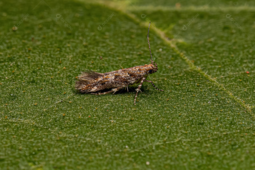 Mariposa Twirler adulta da família Gelechiidae.