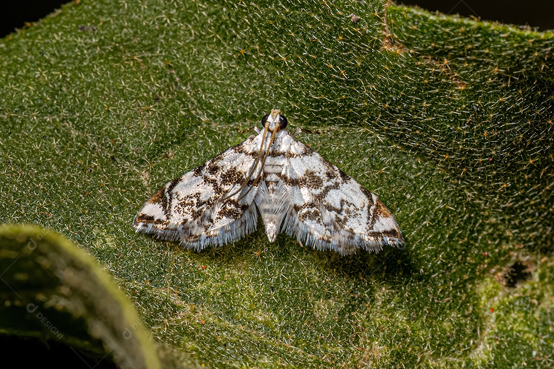 Mariposa adulta da família Crambidae.