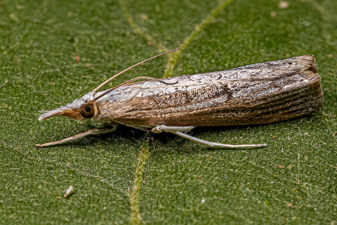 Mariposa adulta da subfamília Crambinae.