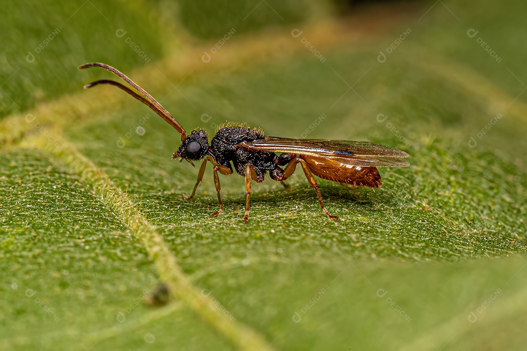 Formiga macho alada adulta do gênero Cephalotes.