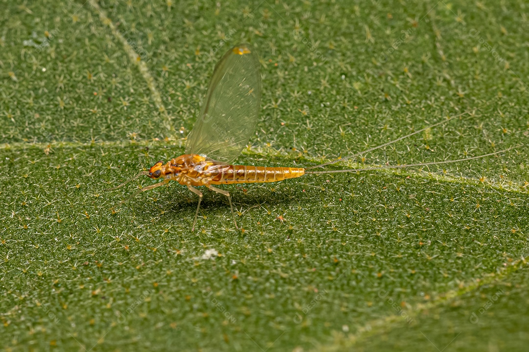 Inseto fêmea adulta do gênero Camelobaetidius.