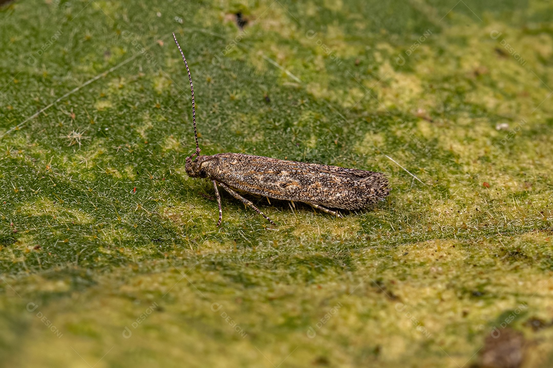 Mariposa Twirler adulta da família Gelechiidae.