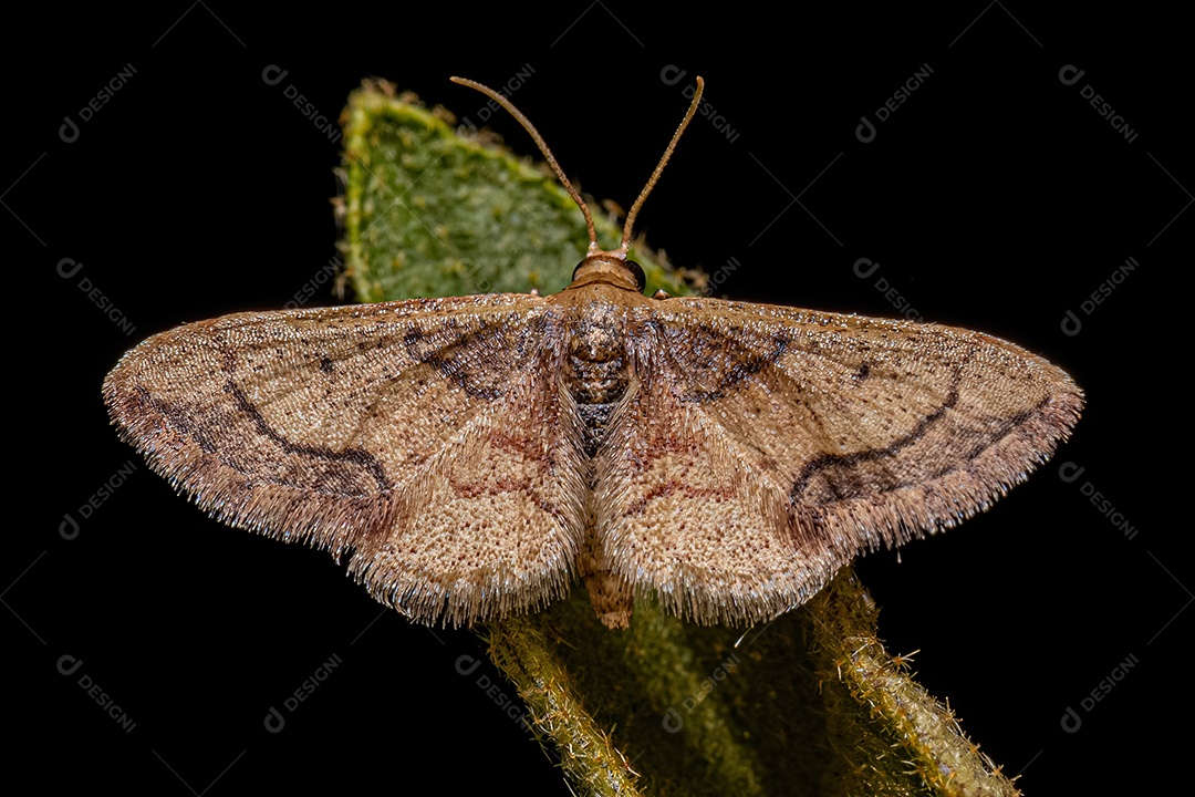 Mariposa geómetra adulta da família Geometridae.