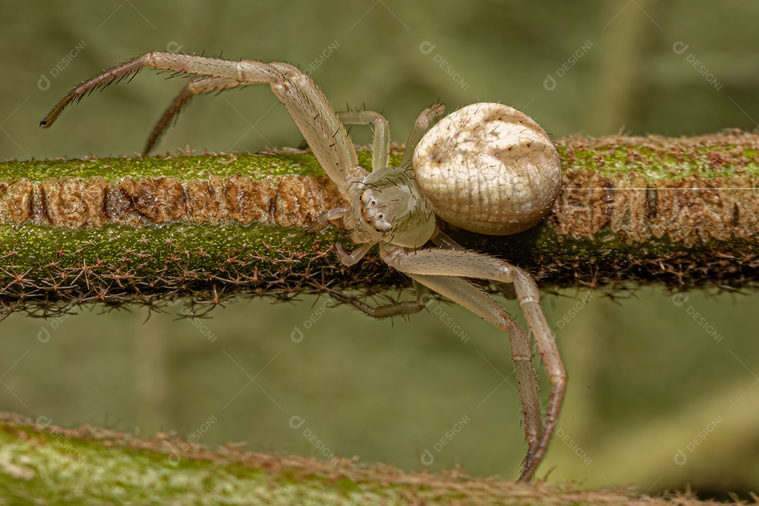 Aranha Caranguejo Fêmea Pequena da Família Thomisidae.