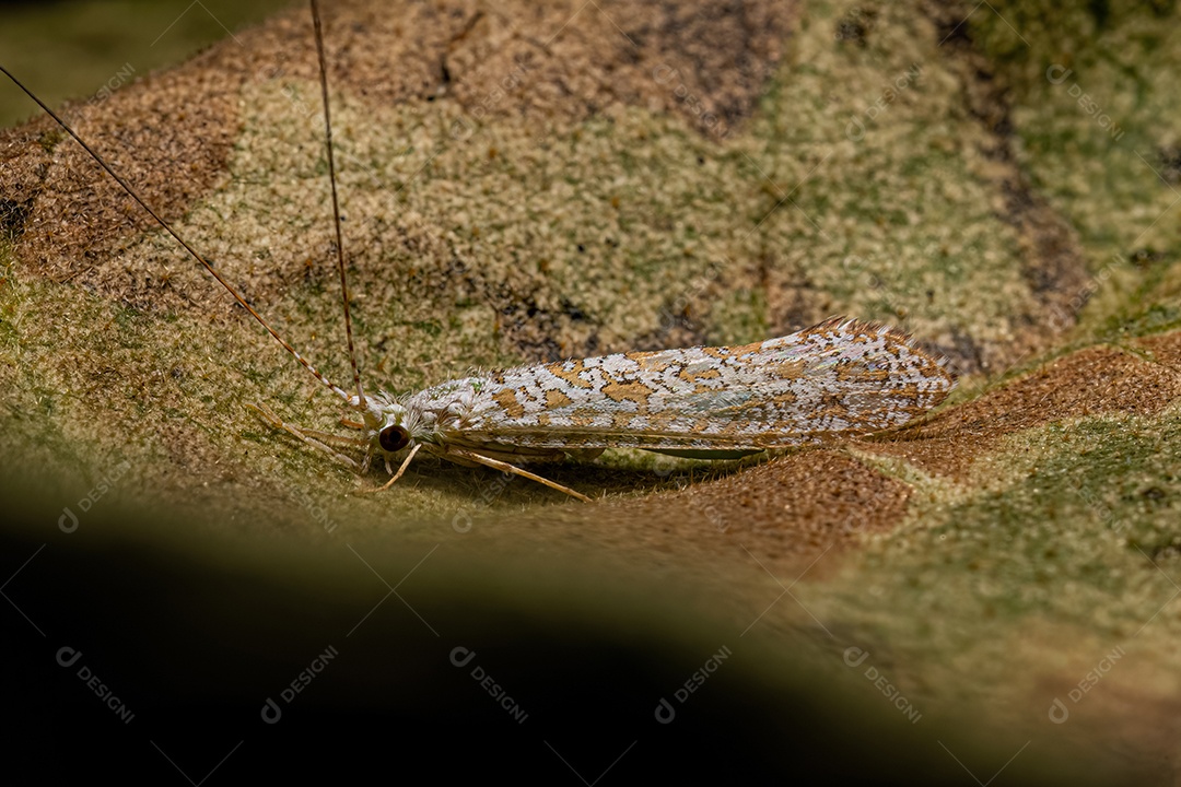 Insetos Caddisfly Adultos do Gênero Nectopsyche.